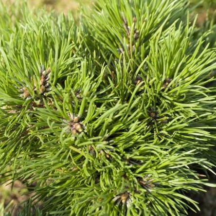 Zakrsle rostoucí jehličnany - Borovice blatka 'Grüne Welle' kmínek 50cm, 5 litrů