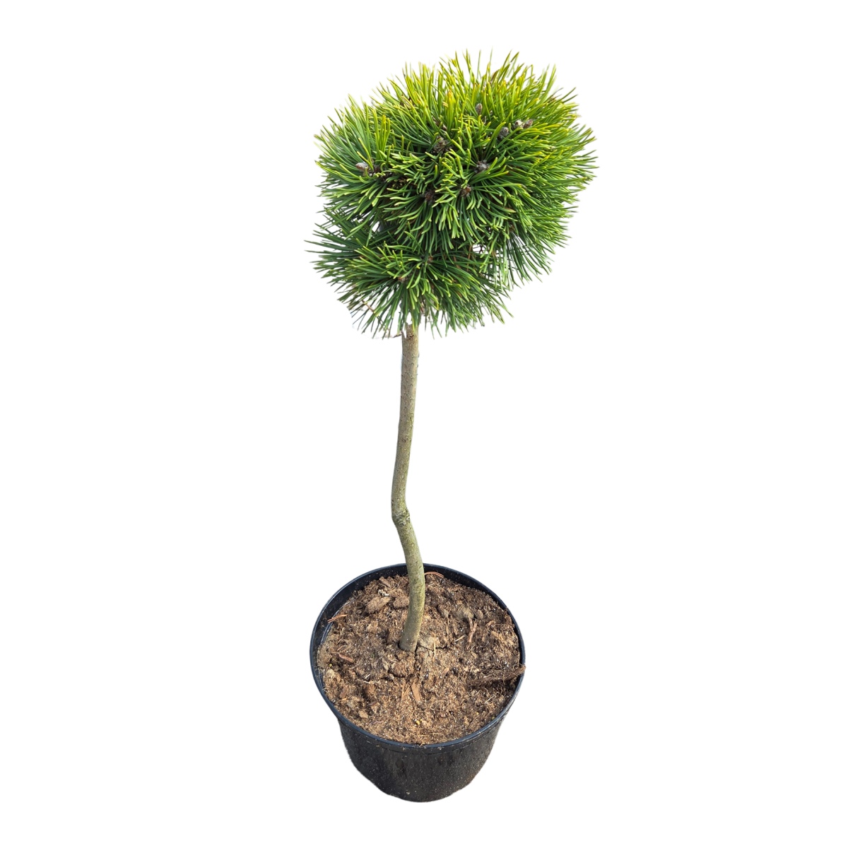 Zakrsle rostoucí jehličnany - Borovice blatka Grüne Welle kmínek 50cm, květináč 5 litrů