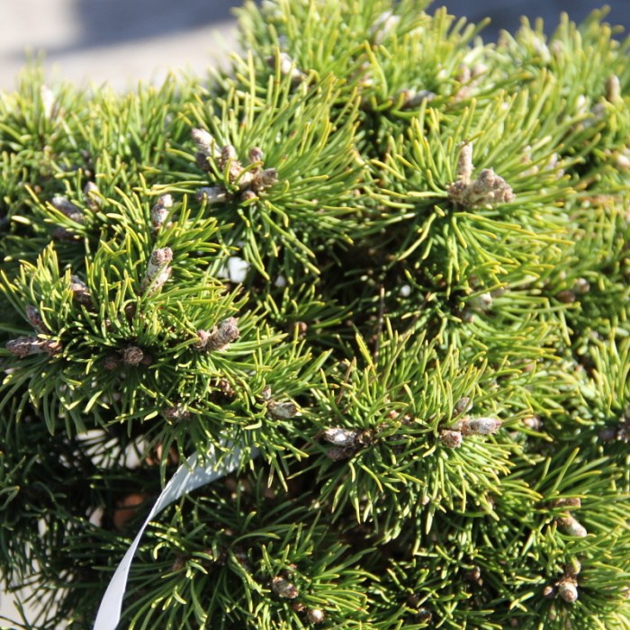 Zakrsle rostoucí jehličnany - Borovice blatka 'Grüne Welle' výška 20/30cm, květináč 5 litrů