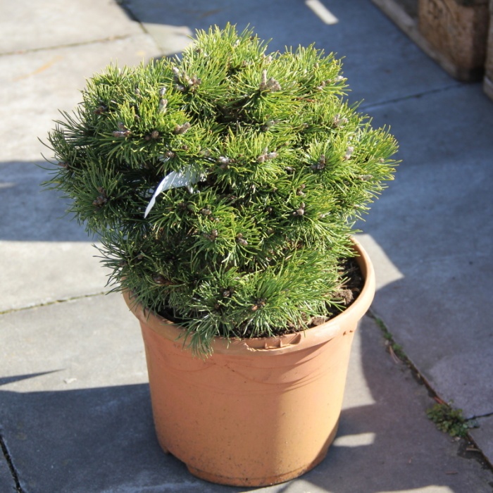 Borovice blatka 'Grüne Welle' výška 20/30cm, květináč 5 litrů-0