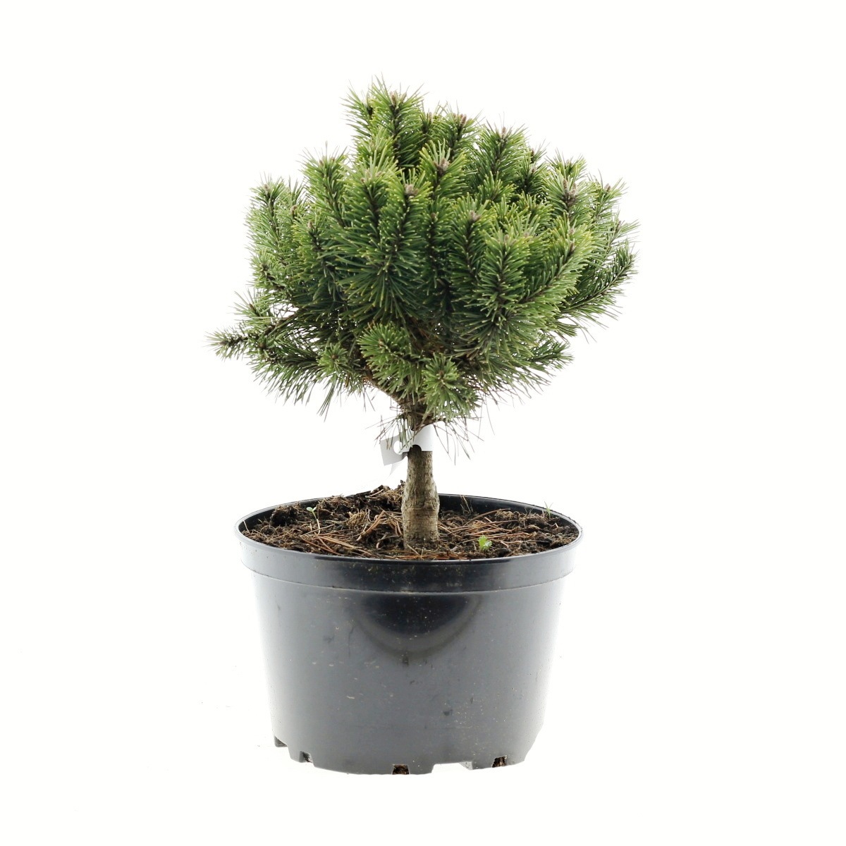 Zakrsle rostoucí jehličnany - Borovice blatka Hnízdo 3 litry