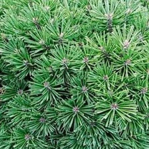 Zakrsle rostoucí jehličnany - Borovice blatka 'Hnízdo' 5 litrů