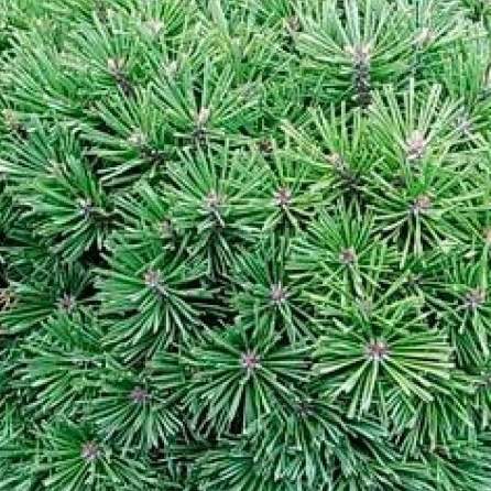 Zakrsle rostoucí jehličnany - Borovice blatka 'Hnízdo' výška 40/50cm