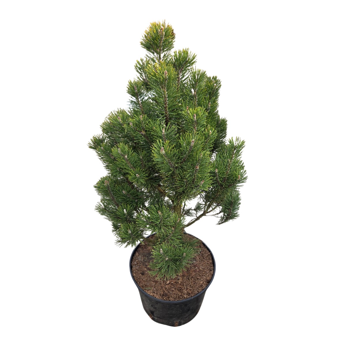 Vzrůstné jehličnany - Borovice blatka Hora sv.Šebestiána výška 80/100cm, květináč 10 litrů