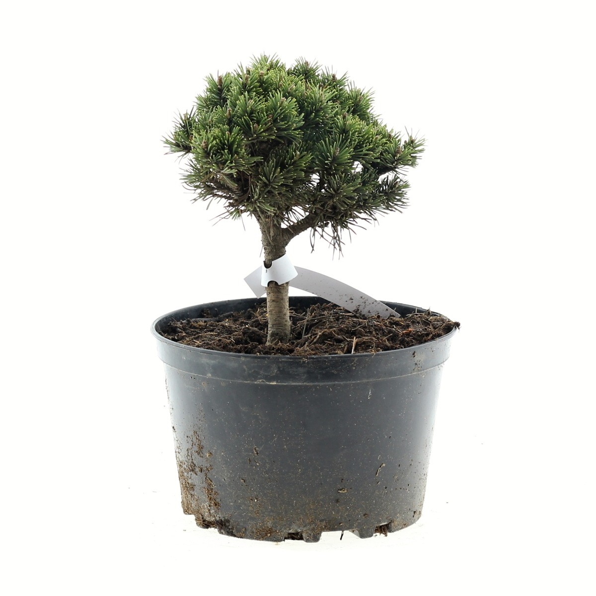 Zakrsle rostoucí jehličnany - Borovice blatka Ježek 4 litry