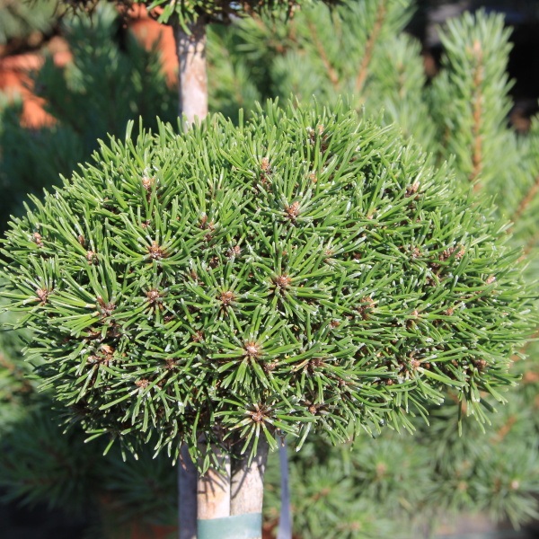 Borovice blatka 'Ježek' kmínek 50cm, 4 litry-0