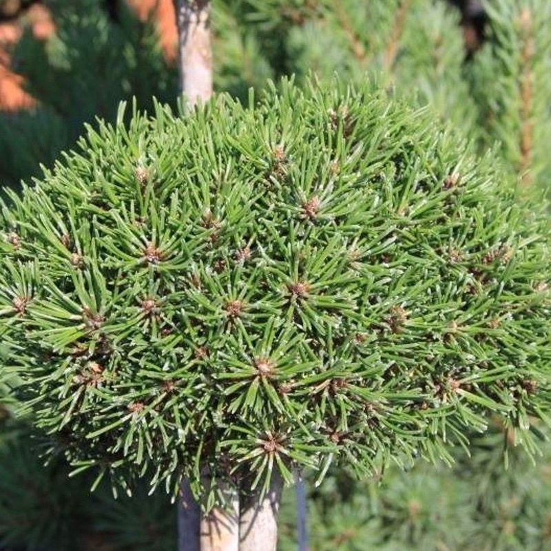 Zakrsle rostoucí jehličnany - Borovice blatka 'Ježek' výška 15/20cm, kmínek