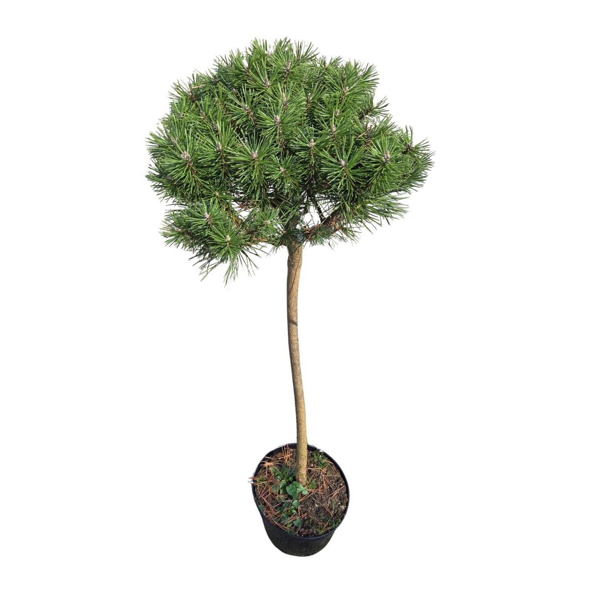 Zakrsle rostoucí jehličnany - Borovice blatka Kačenka kmínek 60cm, květináč 7,5 litru