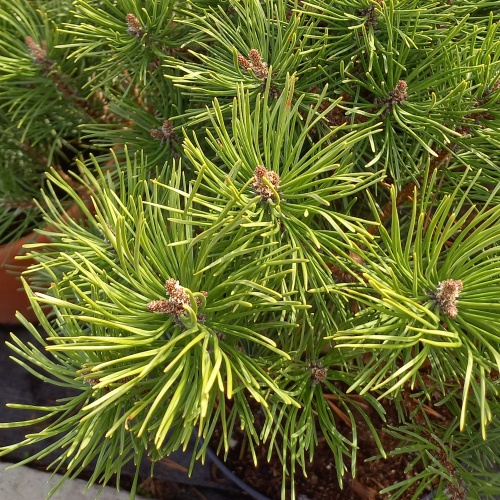 Borovice blatka Kačenka kmínek 60cm, květináč 7,5 litru-0