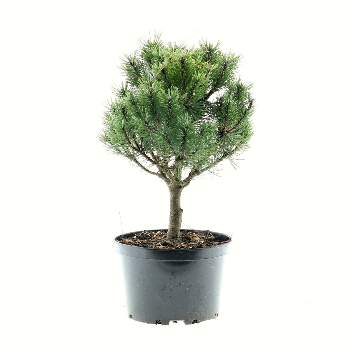 Zakrsle rostoucí jehličnany - Borovice blatka Kačenka výška 30/40cm, 4 litry