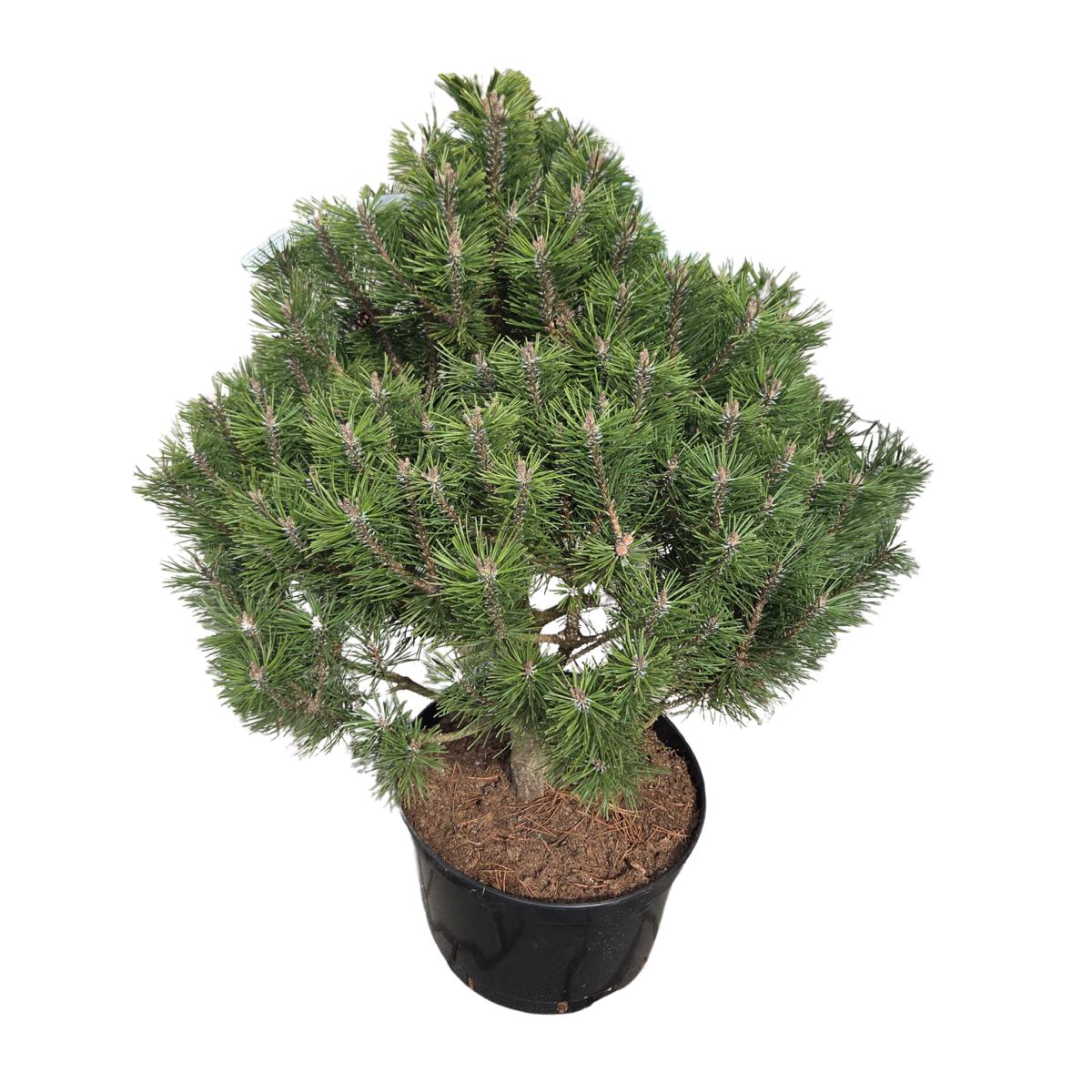 Zakrsle rostoucí jehličnany - Borovice blatka Kačenka výška 40/60cm, kvěitnáč 10 litrů