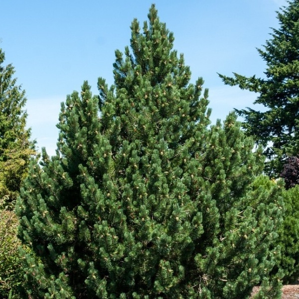 Vzrůstné jehličnany - Borovice blatka 'La Cabana' 5 litrů