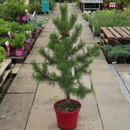 Zakrsle rostoucí jehličnany - Borovice blatka 'La Cabana' květináč 10 litrů, výška 50/60cm, větve od spodu, stromek