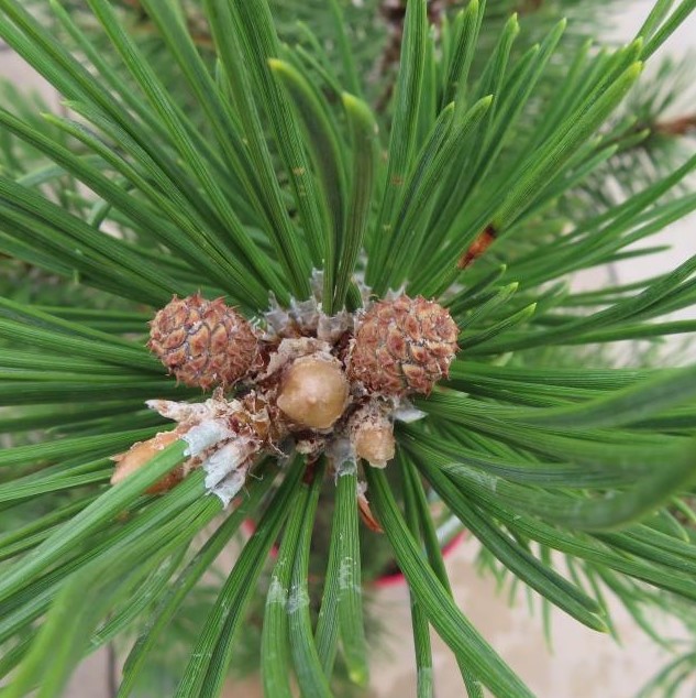 Borovice blatka 'La Cabana' květináč 10 litrů, výška 50/60cm, větve od spodu, stromek-0