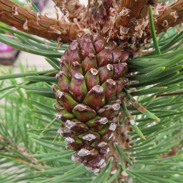 Borovice blatka 'La Cabana' květináč 10 litrů, výška 50/60cm, větve od spodu, stromek-1