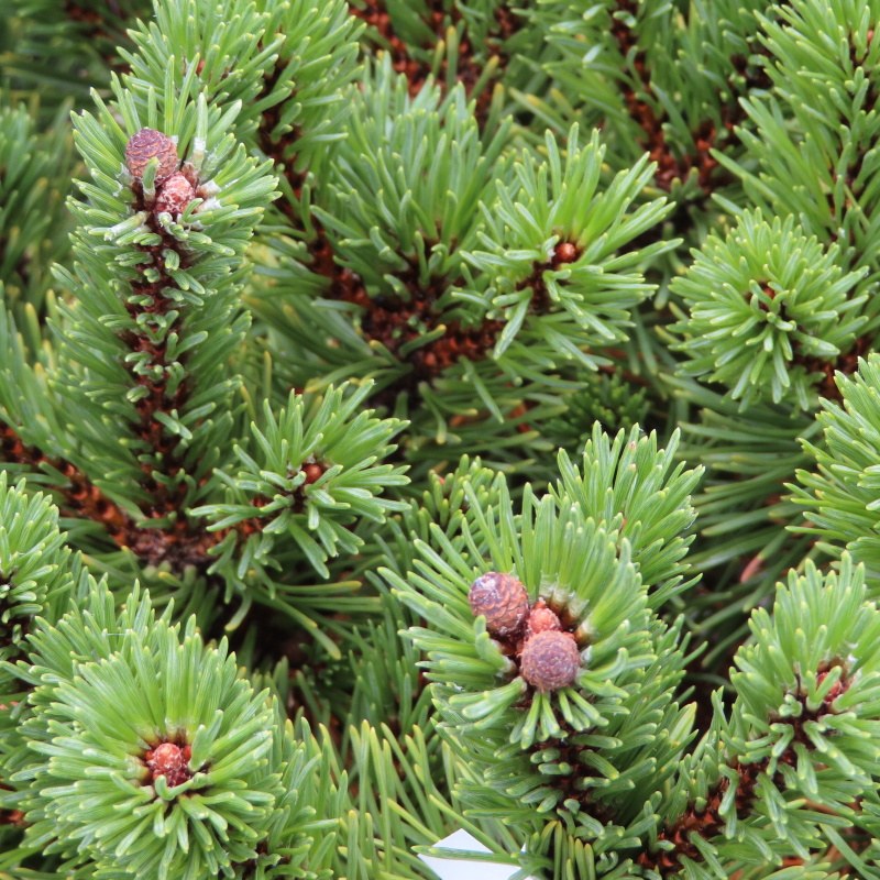 Zakrsle rostoucí jehličnany - Borovice blatka 'Litomyšl' květináč 7,5 litru, 40/60cm