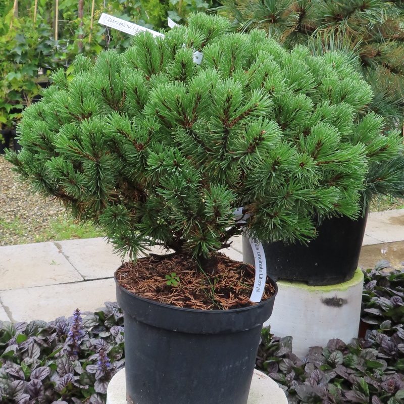 Borovice blatka 'Litomyšl' květináč 7,5 litru, 40/60cm-0