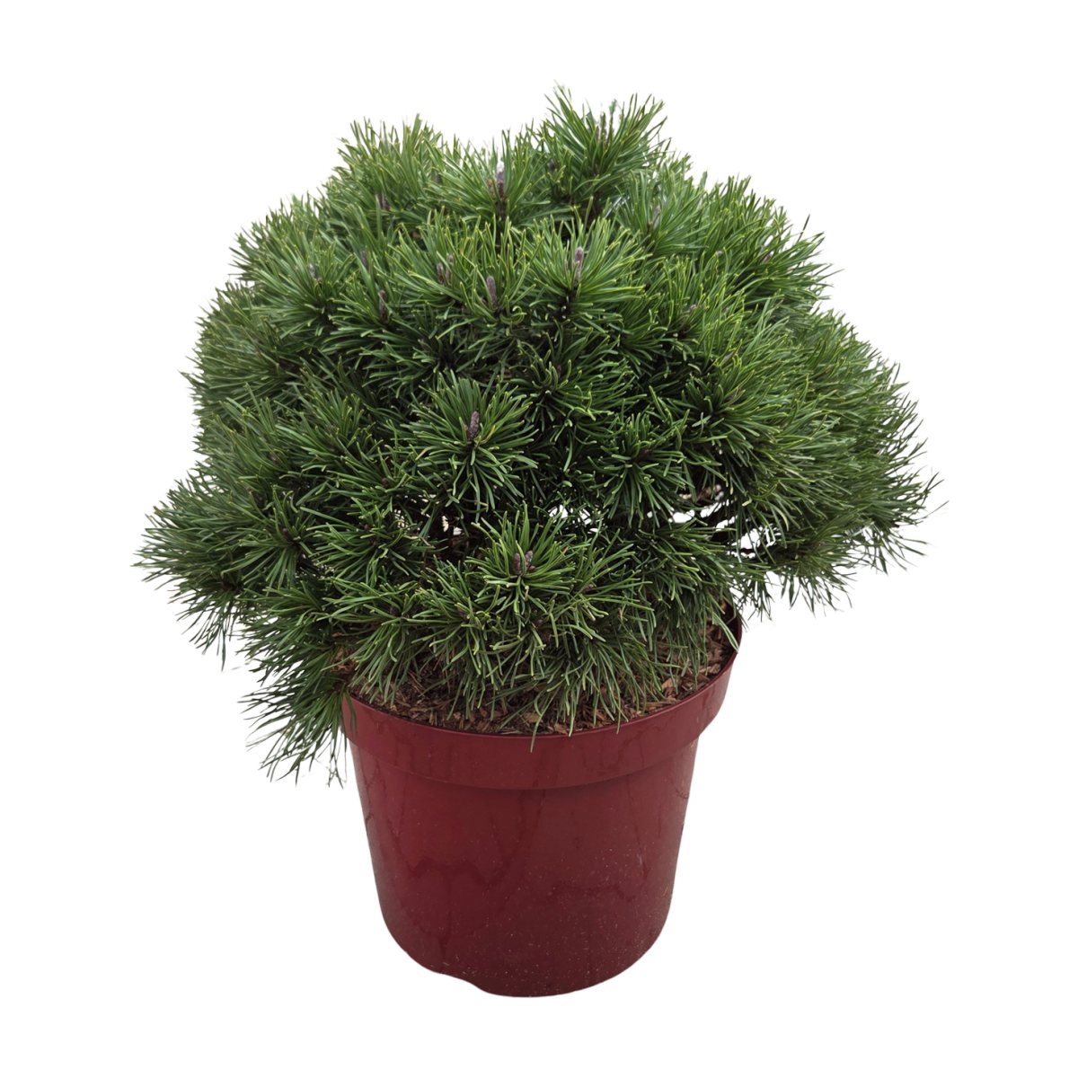 Zakrsle rostoucí jehličnany - Borovice blatka Nana výška 30/40cm, květináč 5 litrů