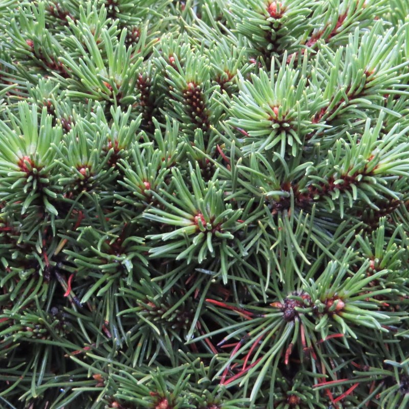 Zakrsle rostoucí jehličnany - Borovice blatka 'Paradekissen' květináč 15 litrů, 30/40cm