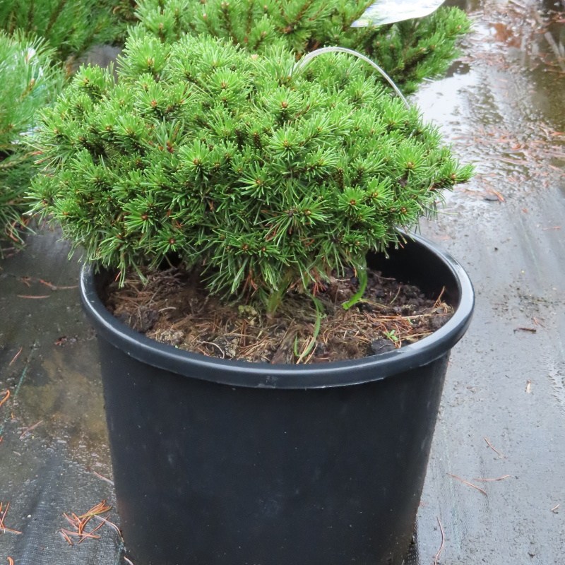 Borovice blatka 'Paradekissen' květináč 15 litrů, 30/40cm-0