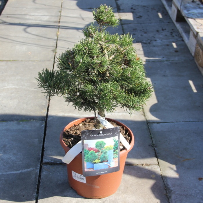 Borovice blatka 'Silver Candles' výška 20/30cm, květináč 7,5 litru-0