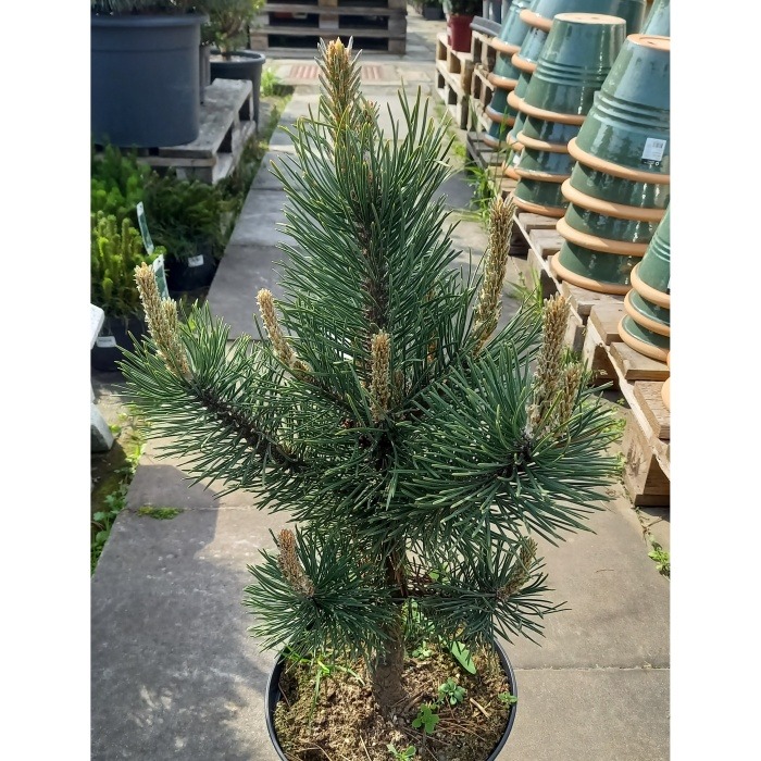 Vzrůstné jehličnany - Borovice blatka výška 40/60cm, květináč 4 litry