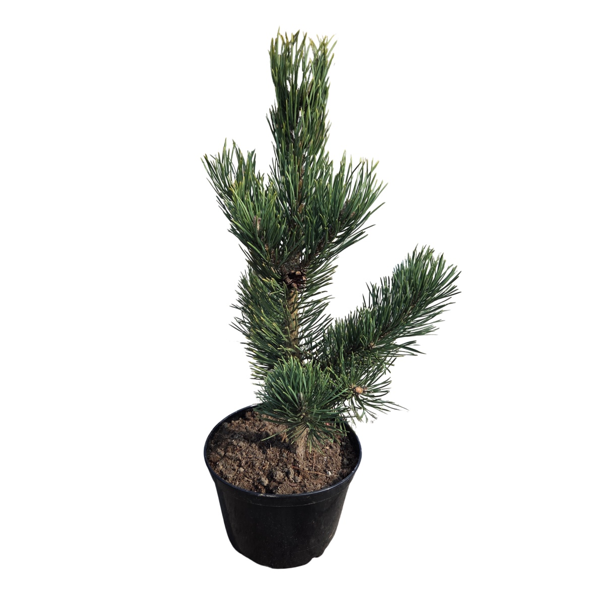 Vzrůstné jehličnany - Borovice blatka výška 40/60cm, květináč 4 litry