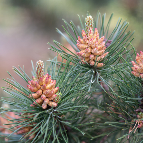 Vzrůstné jehličnany - Borovice blatka výška 60/80cm