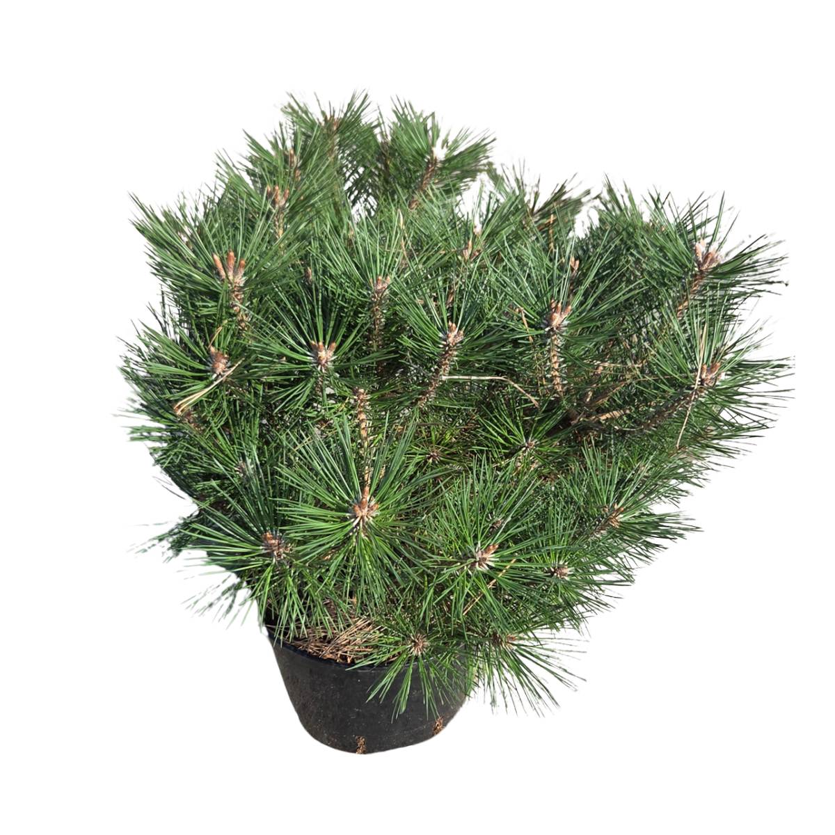 Zakrsle rostoucí jehličnany - Borovice Brepo výška 40/50cm, květináč 4 litry