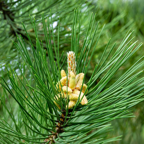 Vzrůstné jehličnany - Borovice černá 'Austriaca' 125/150cm