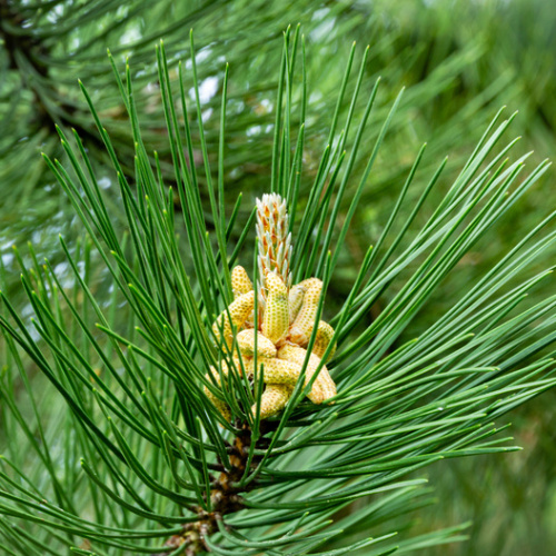 Vzrůstné jehličnany - Borovice černá 'Austriaca' pon pon, 110 litrů