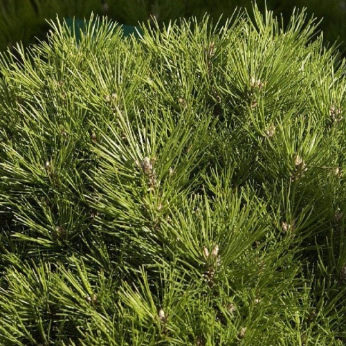 Zakrsle rostoucí jehličnany - Borovice černá 'Bambino' kmínek 30cm, korunka 30/40cm