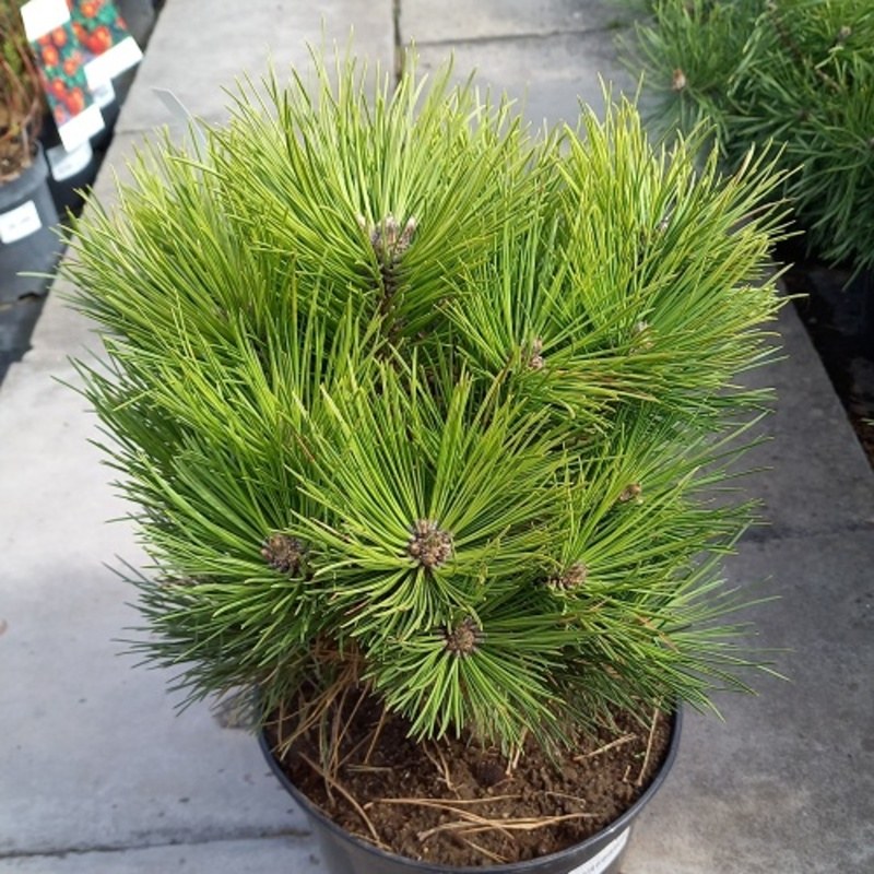 Borovice černá Black Prince 5 litrů-0