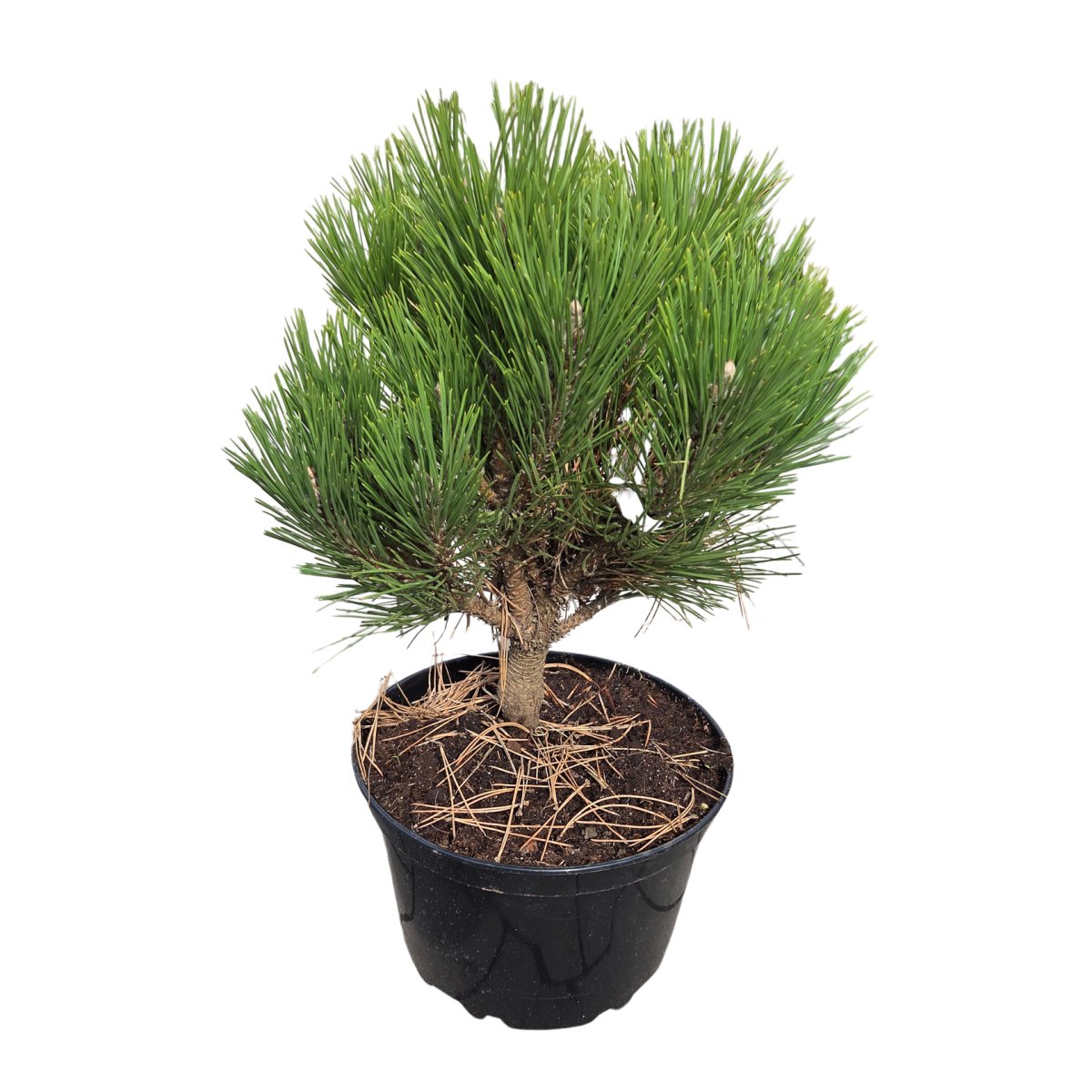 Zakrsle rostoucí jehličnany - Borovice černá Black Prince květináč 5 litrů
