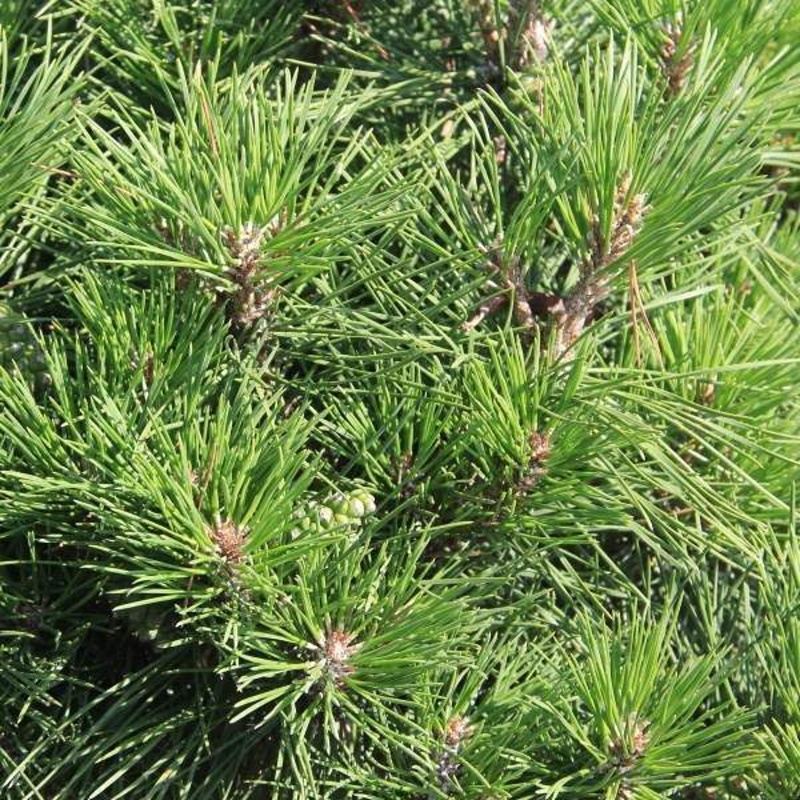 Zakrsle rostoucí jehličnany - Borovice černá 'Brepo' kmínek 40cm, květináč 10 litrů