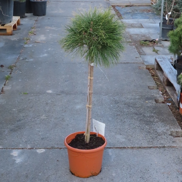 Borovice černá 'Brepo' kmínek 50cm-0