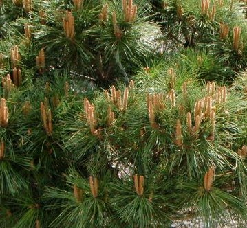 Zakrsle rostoucí jehličnany - Borovice černá 'Brevifolia' 110 litrů, 125/150cm