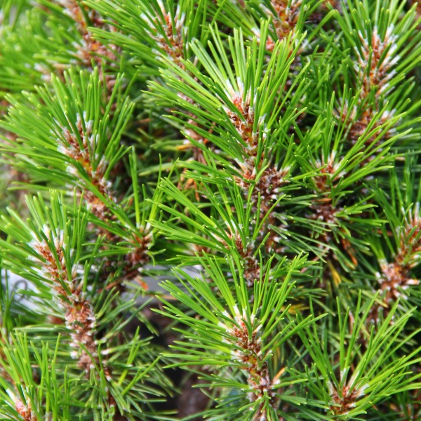 Zakrsle rostoucí jehličnany - Borovice černá 'Frank' 30/40