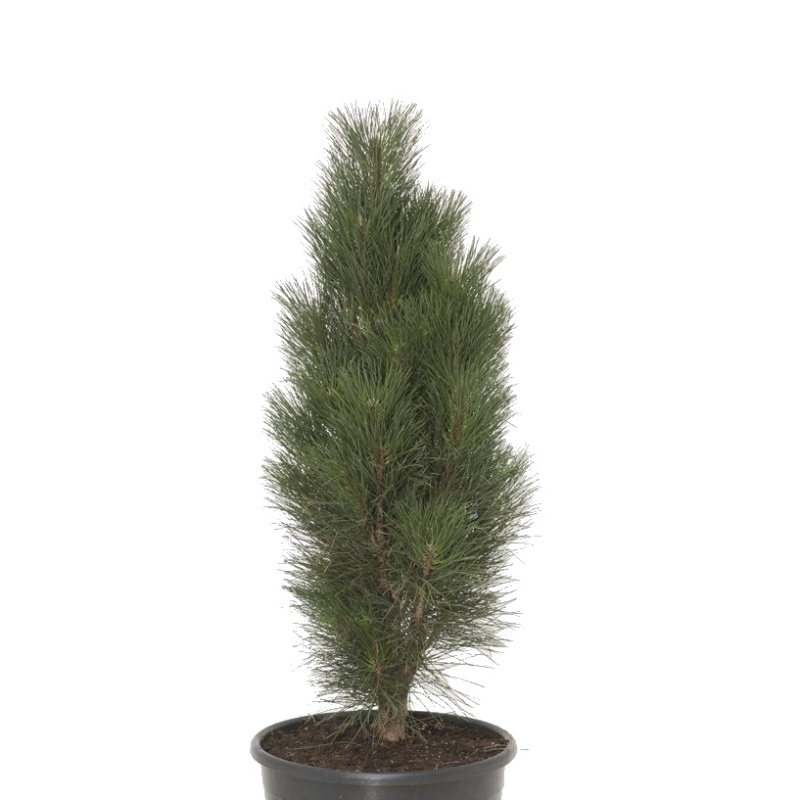 Zakrsle rostoucí jehličnany - Borovice černá 'Green Tower' výška 150/175cm, květináč 65 litrů