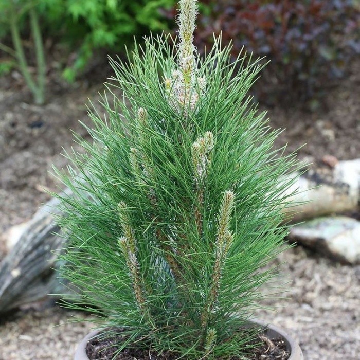 Zakrsle rostoucí jehličnany - Borovice černá 'Green Tower' výška 20/30cm, květináč 5 litrů