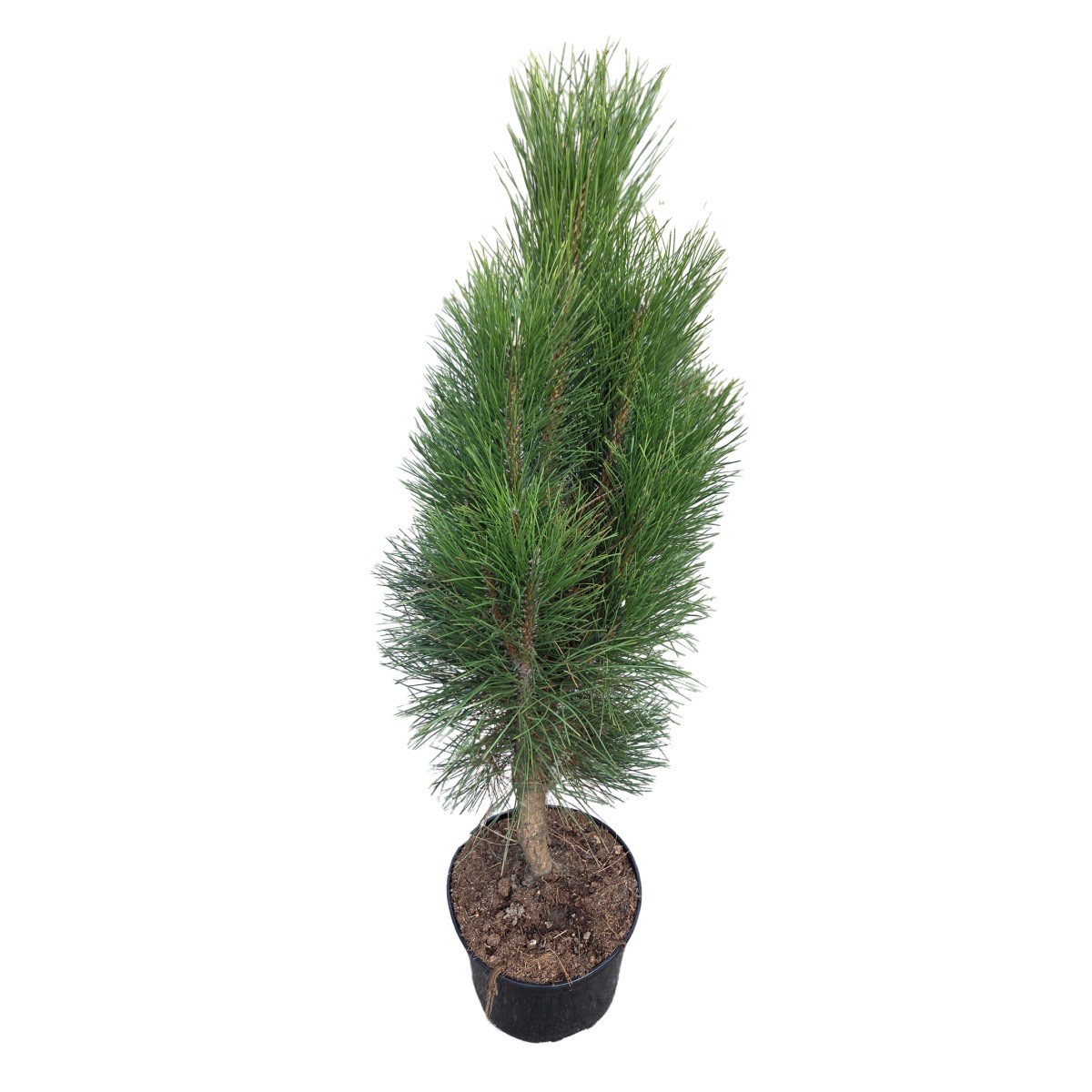 Vzrůstné jehličnany - Borovice černá Green Tower výška 40/60cm, květináč 4 litry