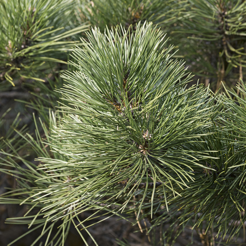 Zakrsle rostoucí jehličnany - Borovice černá Hornibrookiana výška 40/50cm, 4 litry
