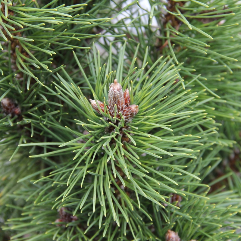 Zakrsle rostoucí jehličnany - Borovice černá 'Komet' 7,5 litru