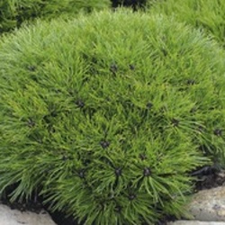 Zakrsle rostoucí jehličnany - Borovice černá 'Marie Bregeon' 8,7 litru