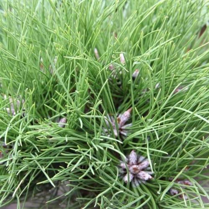 Zakrsle rostoucí jehličnany - Borovice černá 'Marie Bregeon' kmínek 20cm, 11 litrů