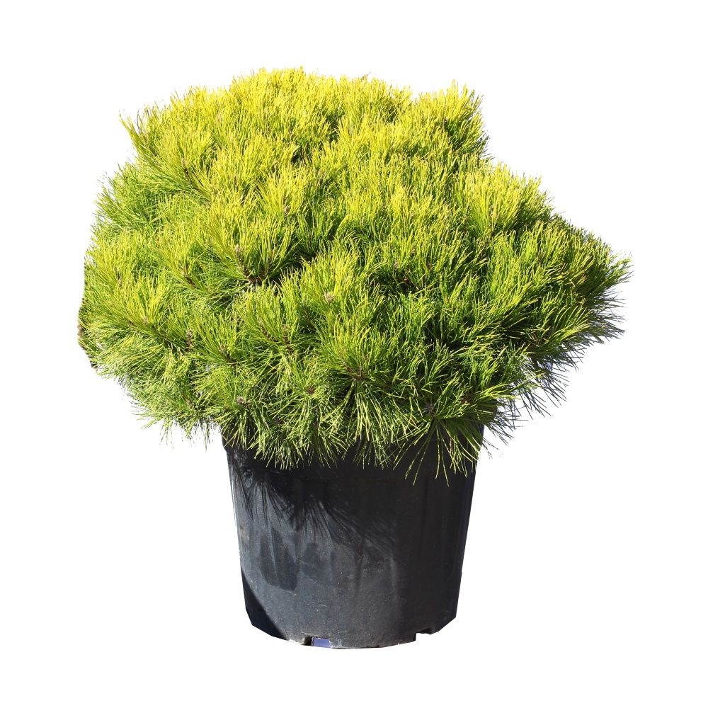 Zakrsle rostoucí jehličnany - Borovice černá Marie Bregeon květináč 30 litrů