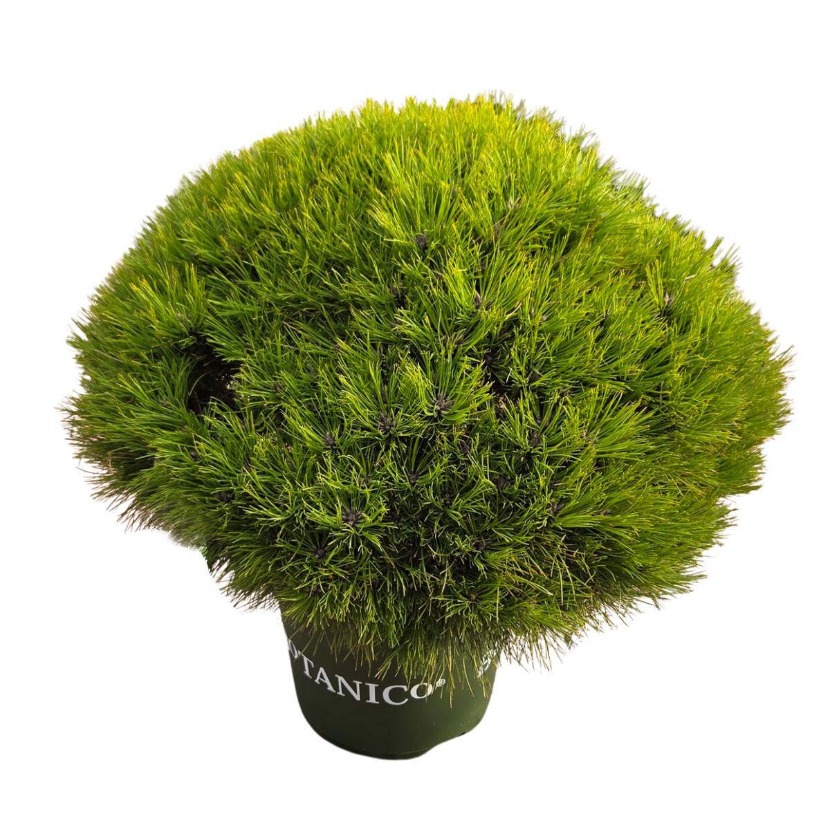 Zakrsle rostoucí jehličnany - Borovice černá Marie Bregeon výška 50/60cm, květináč 16,5 litru