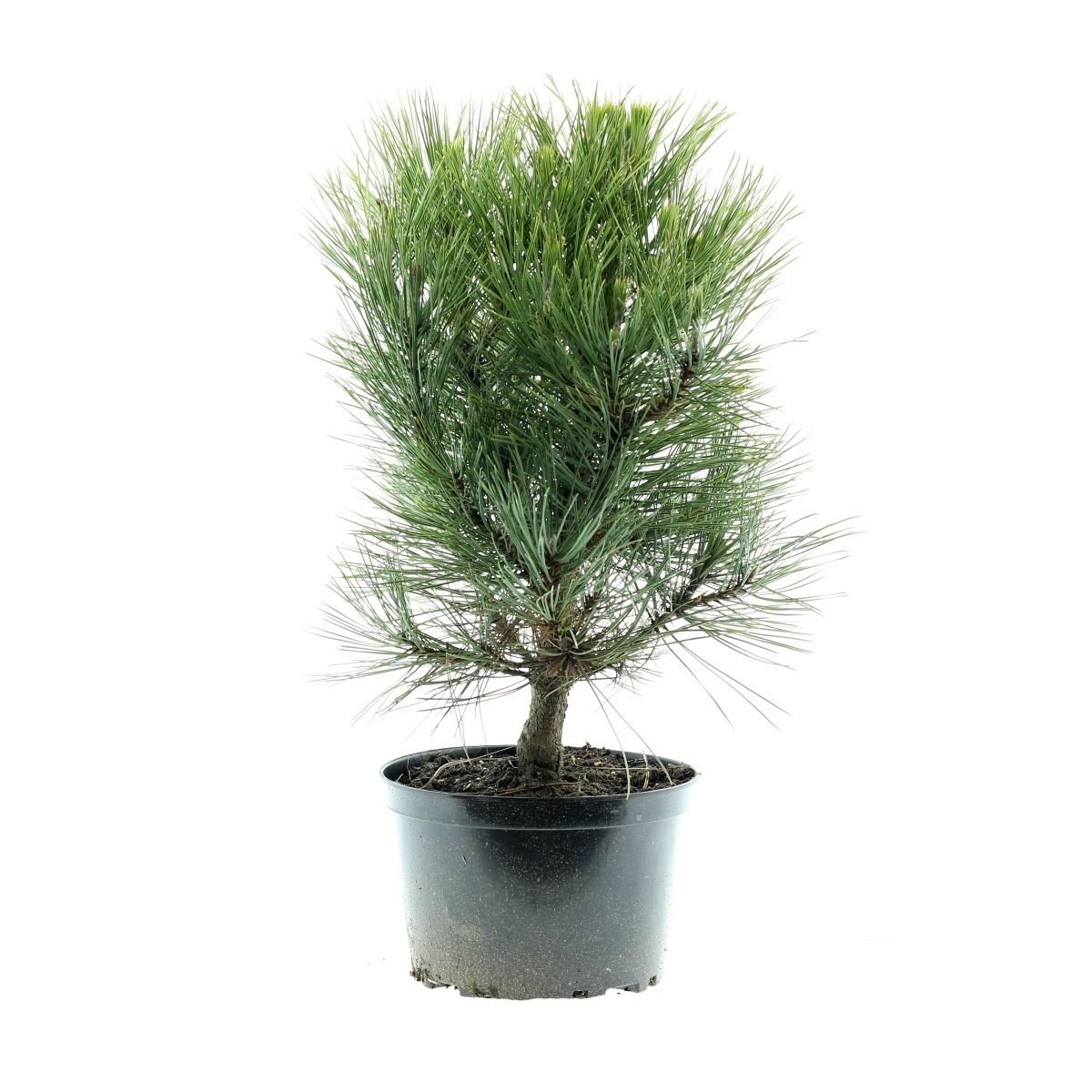 Vzrůstné jehličnany - Borovice černá Nana 5 litrů