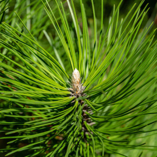 Vzrůstné jehličnany - Borovice černá 'Oregon Green' květináč 18 litrů