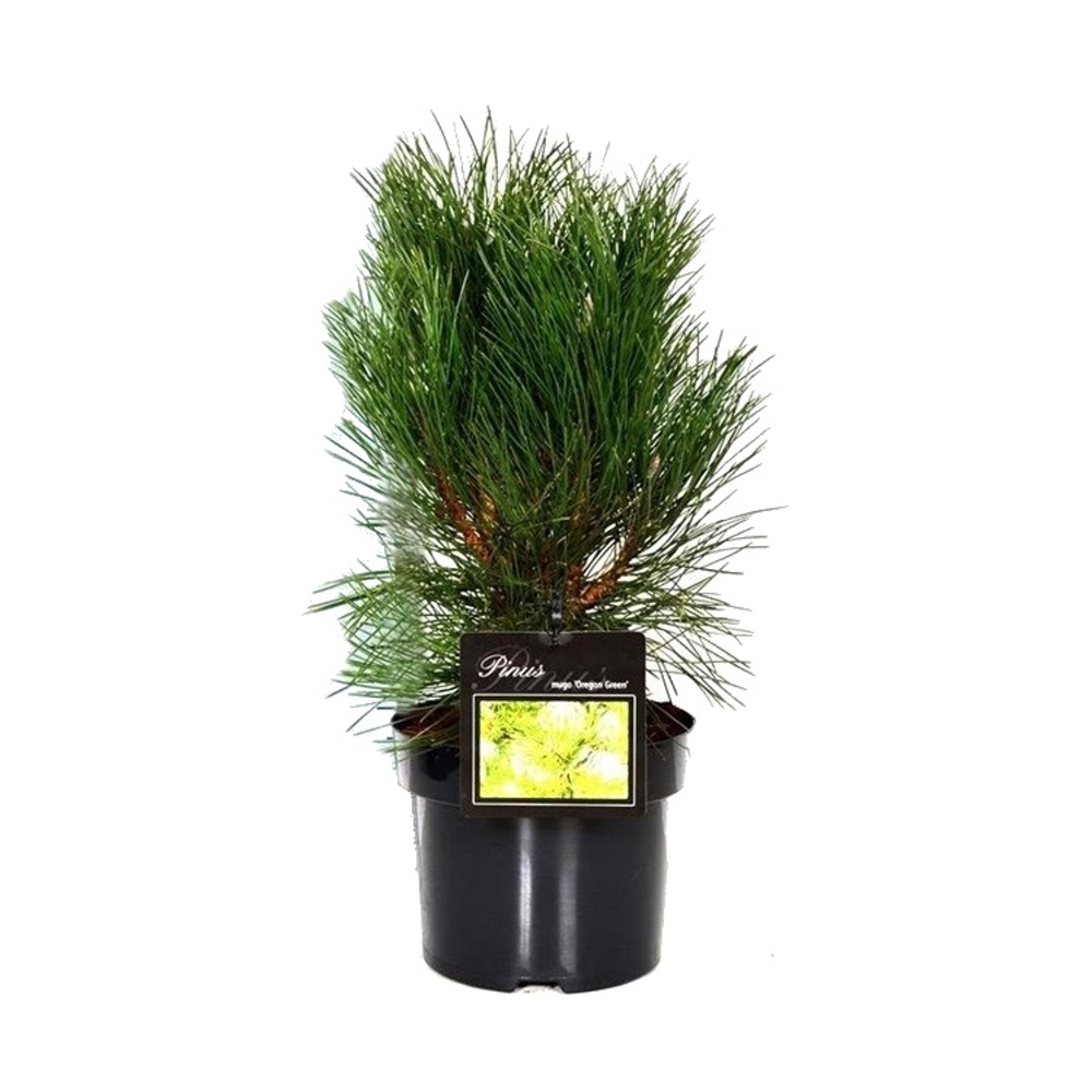 Vzrůstné jehličnany - Borovice černá Oregon Green výška 40/60cm, květináč 6 litrů